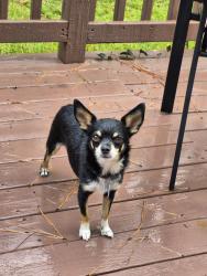 Reunited Male Dog last seen Jacobs creek circle near Beringer drive, Fayetteville, NC 28306
