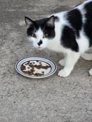 Found/Stray Unknown Cat last seen 35th and crysler, Independence, MO 64055