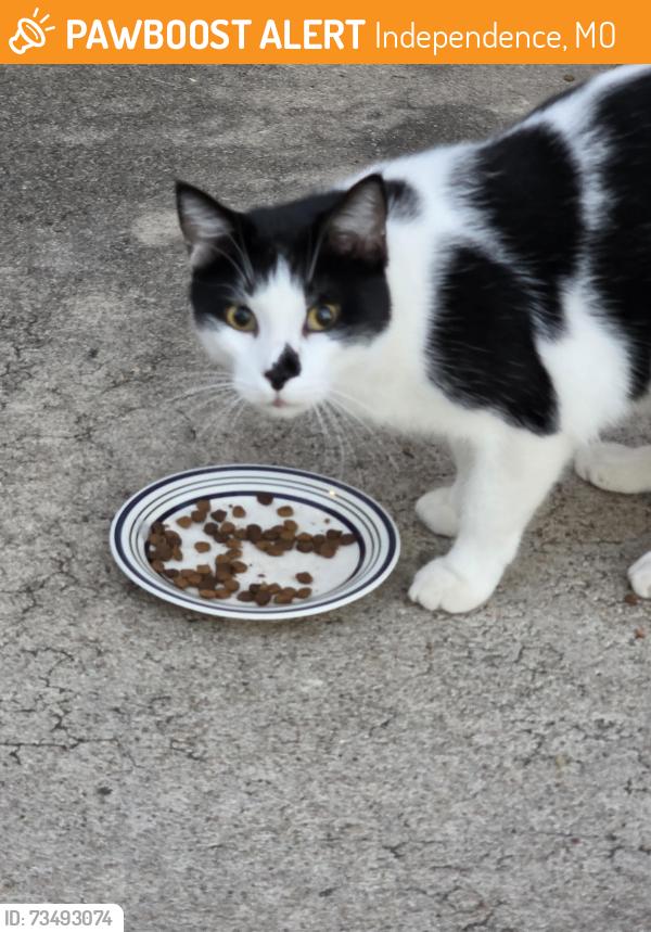 Found/Stray Unknown Cat last seen 35th and crysler, Independence, MO 64055