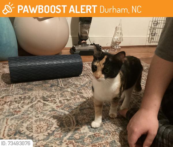 Found/Stray Female Cat last seen 15/501 North Durham, Durham, NC 27701