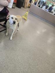 Shelter Stray Female Dog last seen Near BLOCK W ORMSBY, 3528 Newburg Rd, Louisville, KY 40218, USA