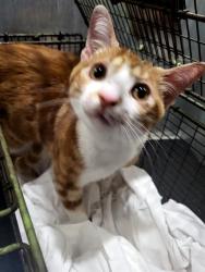 Shelter Stray Male Cat last seen Near BLOCK NW 410, 4710 TX-151, San Antonio, TX 78227, USA