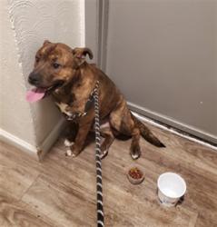 Shelter Stray Male Dog last seen Near BLOCK E HARRY ST, WICHITA KS 67207, 3303 N Hillside St, Wichita, KS 67219, USA