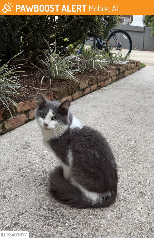 Found/Stray Male Cat last seen Old Shell Rd, Mobile, AL 36604