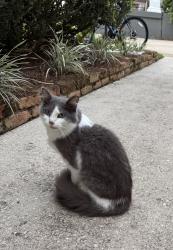 Found/Stray Male Cat last seen Old Shell Rd, Mobile, AL 36604
