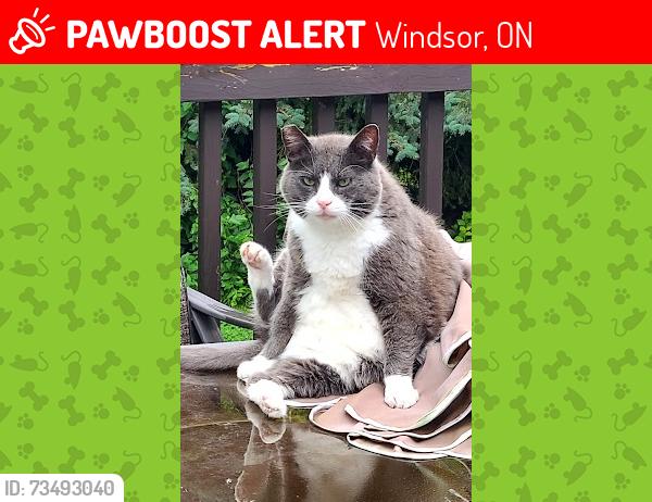 Lost Male Cat last seen Caruso Dr, near Lake Como Park in Windsor, ON, Windsor, ON 