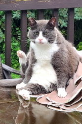 Lost Male Cat last seen Caruso Dr, near Lake Como Park in Windsor, ON, Windsor, ON 