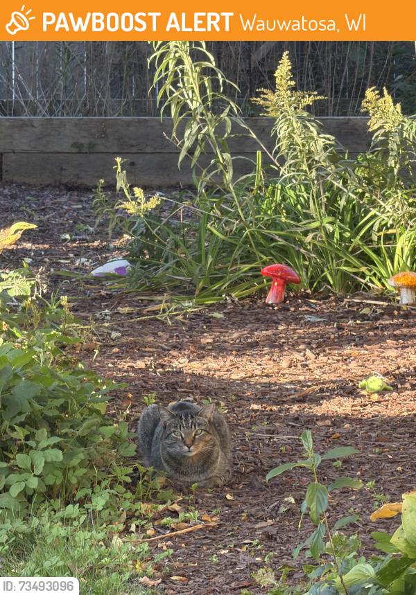 Found/Stray Unknown Cat last seen Wright and 80th, Wauwatosa, WI 53213