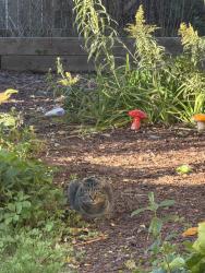 Found/Stray Unknown Cat last seen Wright and 80th, Wauwatosa, WI 53213