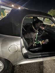 Lost Male Dog last seen Collin’s road, Orange Park, FL 32073