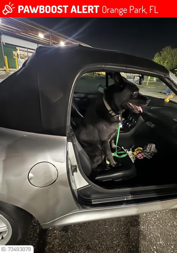 Lost Male Dog last seen Collin’s road, Orange Park, FL 32073