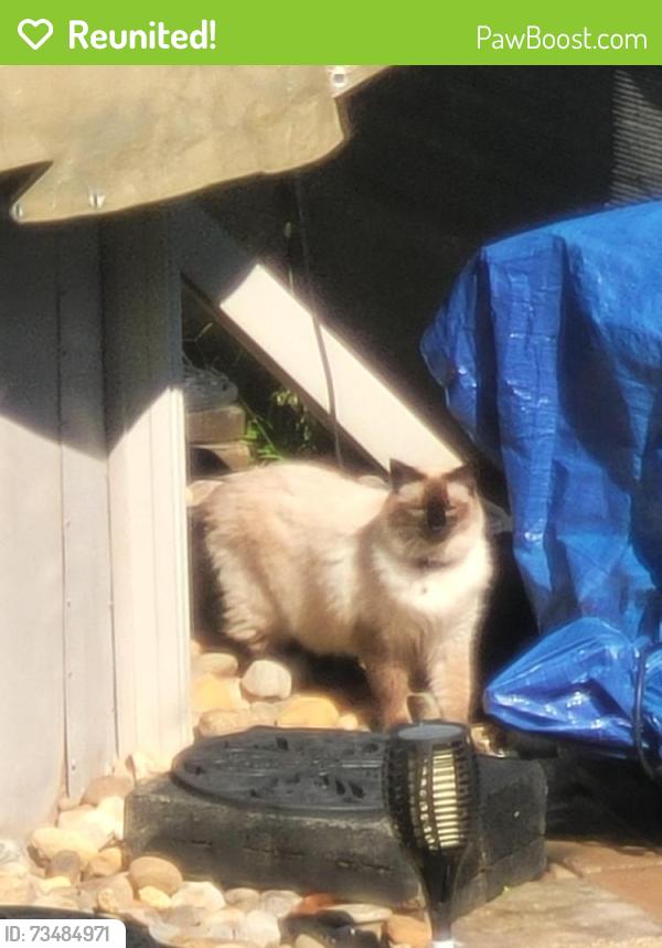Reunited Unknown Cat last seen Academy and Comly rds, Philadelphia, PA 19154