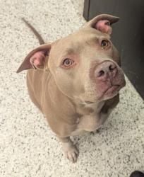 Shelter Stray Female Dog last seen Near COOPER ST SW, Atlanta, GA, 1251 Fulton Industrial Blvd NW, Atlanta, GA 30336, USA