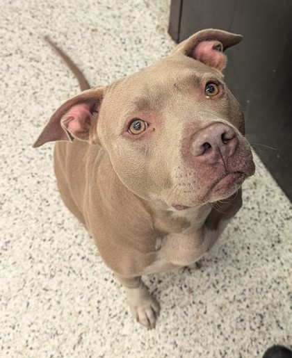 Shelter Stray Female Dog last seen Near COOPER ST SW, Atlanta, GA, 1251 Fulton Industrial Blvd NW, Atlanta, GA 30336, USA
