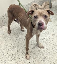 Shelter Stray Female Dog last seen Near LYNWAY LN SW, Atlanta, GA, 1251 Fulton Industrial Blvd NW, Atlanta, GA 30336, USA