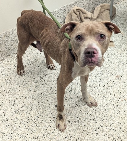 Shelter Stray Female Dog last seen Near LYNWAY LN SW, Atlanta, GA, 1251 Fulton Industrial Blvd NW, Atlanta, GA 30336, USA