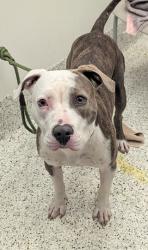 Shelter Stray Female Dog last seen Near alison ct, Atlanta, GA, 1251 Fulton Industrial Blvd NW, Atlanta, GA 30336, USA