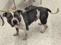 Shelter Stray Male Dog last seen Near Marketplace Blvd, East Point, GA, 1251 Fulton Industrial Blvd NW, Atlanta, GA 30336, USA