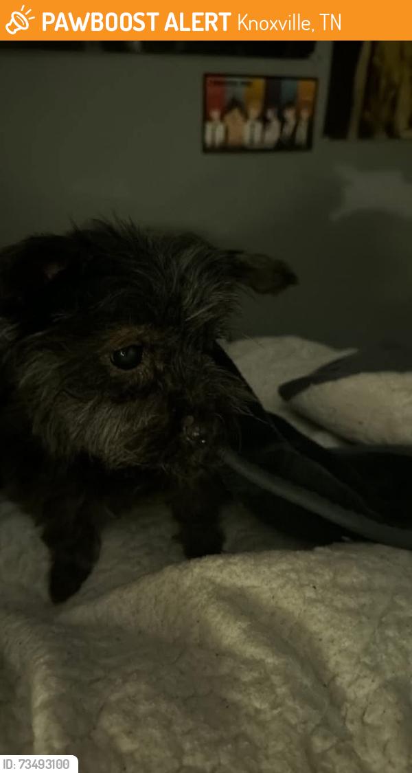 Found/Stray Unknown Dog last seen Chapman highway, Knoxville, TN 37920