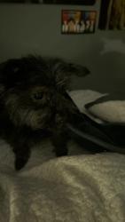 Found/Stray Unknown Dog last seen Chapman highway, Knoxville, TN 37920