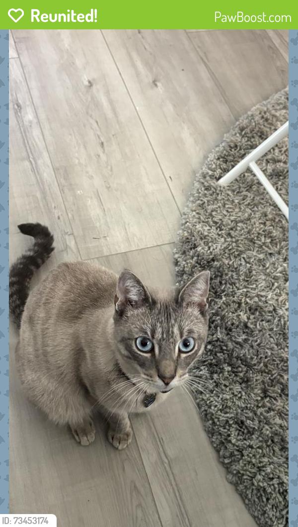 Reunited Male Cat last seen Briarwood Street and Brittany Lane, Stanton, CA 90680