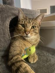 Lost Male Cat last seen Virgilia terrace, South Lake, WA 6164