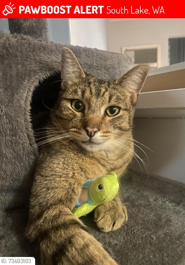Lost Male Cat last seen Virgilia terrace, South Lake, WA 6164