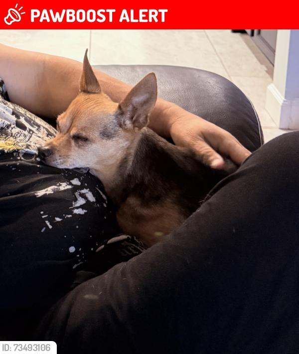 Lost Male Dog last seen Lawrence Road & Barkis Avenue, Fl, Usa, Palm Beach County, FL 33436