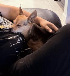 Lost Male Dog last seen Lawrence Road & Barkis Avenue, Fl, Usa, Palm Beach County, FL 33436