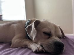 Reunited Male Dog last seen Near E melrose Circle, Fort Lauderdale, FL 33312