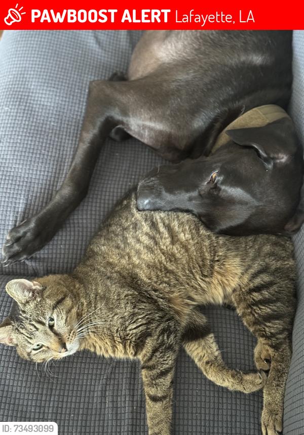 Lost Male Cat last seen Chantilly Circle/Planters Row, Lafayette, LA 70508