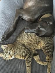 Lost Male Cat last seen Chantilly Circle/Planters Row, Lafayette, LA 70508
