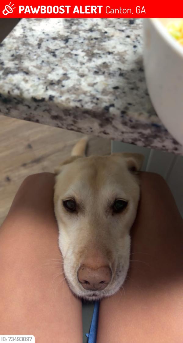 Lost Female Dog last seen ellison lake, Canton, GA 30114