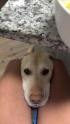 Lost Female Dog last seen ellison lake, Canton, GA 30114