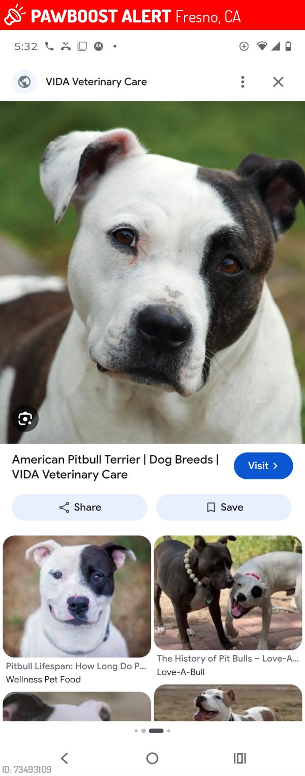 Lost Male Dog last seen Mayfsir, Fresno, CA 93703