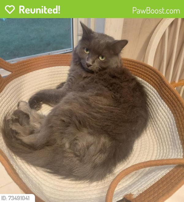 Reunited Female Cat last seen Petsmart, ran behind store into the woods, North Attleborough, MA 02760