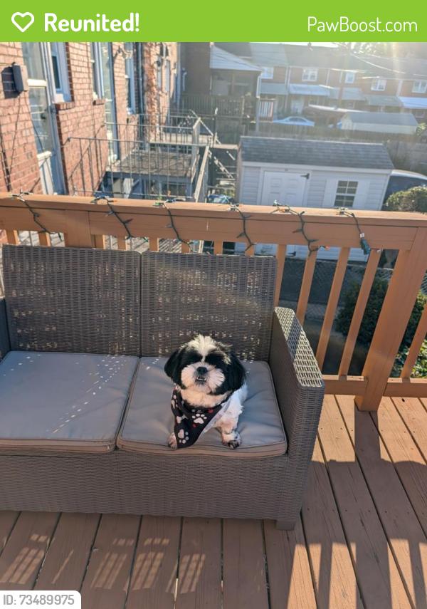 Reunited Male Dog last seen Wilkens Ave, Baltimore, MD 21229