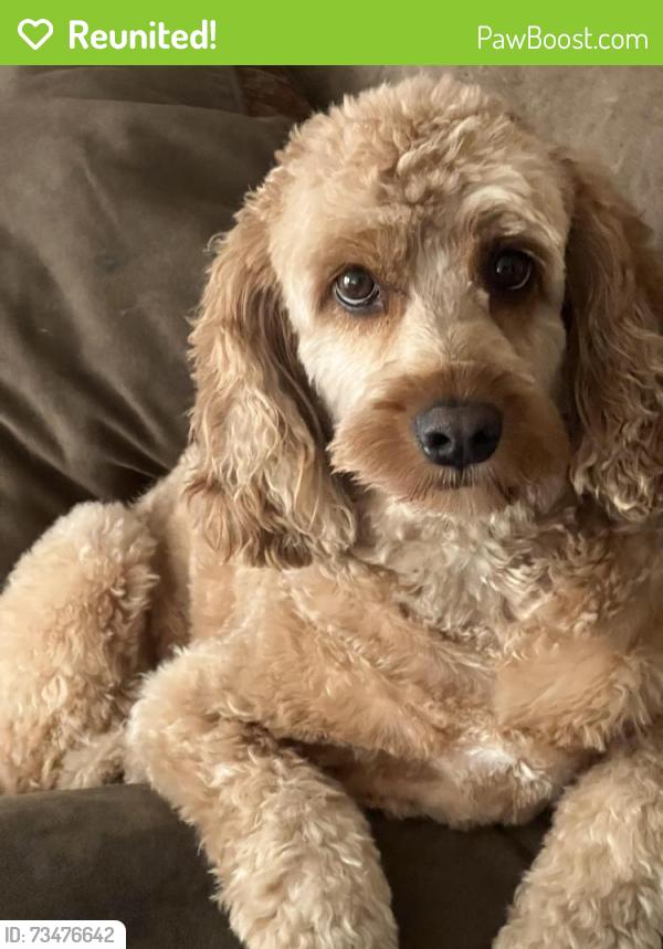 Reunited Male Dog last seen Spring St/Jackson St/ Corktown Park area, Hamilton, ON 