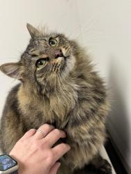 Reunited Unknown Cat last seen Near Fair Ave Delaware, Ohio 43015, Delaware, OH 43015