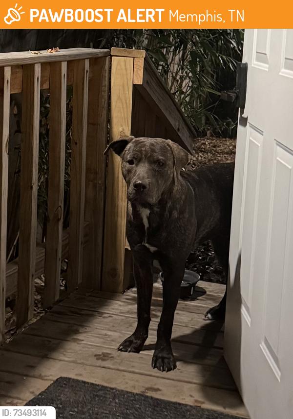 Found/Stray Male Dog last seen Trezevant and Faxon, Memphis, TN 38112