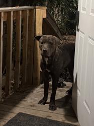 Found/Stray Male Dog last seen Trezevant and Faxon, Memphis, TN 38112