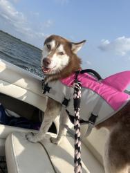 Reunited Female Dog last seen Broadway, Brentwood, NY 11717