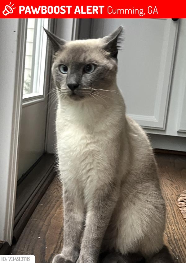 Lost Male Cat last seen Bethelview, Cumming, GA 30040