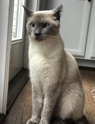 Lost Male Cat last seen Bethelview, Cumming, GA 30040