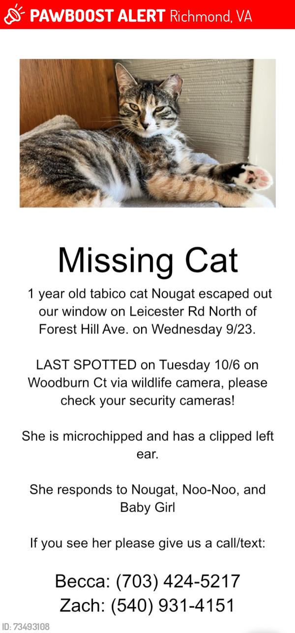 Lost Female Cat last seen Backyard of 5507 Woodburn Ct, Richmond, VA 23225