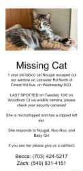 Lost Female Cat last seen Backyard of 5507 Woodburn Ct, Richmond, VA 23225