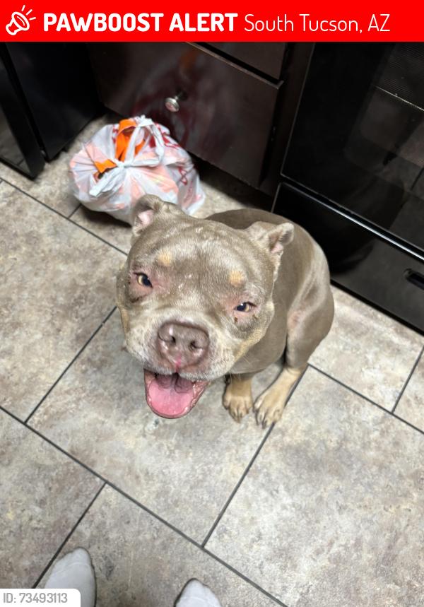 Lost Female Dog last seen 30th st, South Tucson, AZ 85713