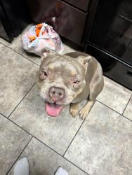 Lost Female Dog last seen 30th st, South Tucson, AZ 85713