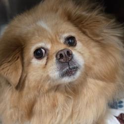 Shelter Stray Female Dog last seen , 124 Evergreen Ave, Newark, NJ 07114, USA