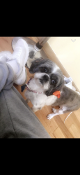 Lost Female Dog last seen Dolton, Dolton, IL 60419